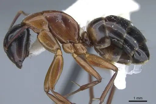 Camponotus texanus specimen CASENT0914441 image casent0914441_3