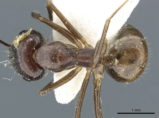 Camponotus texens specimen CASENT0905896 image casent0905896_1