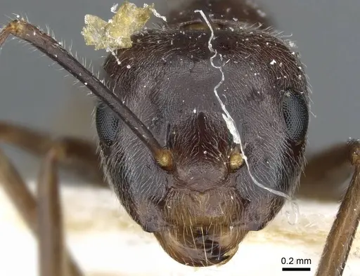 Camponotus texens specimen CASENT0905896 image casent0905896_2