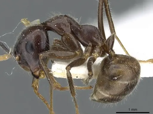 Camponotus texens specimen CASENT0905896 image casent0905896_3