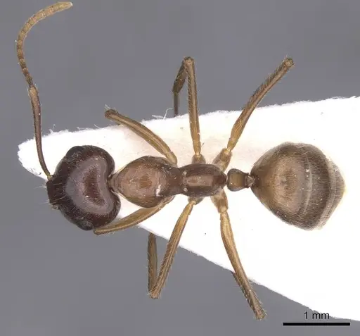 Camponotus texens specimen CASENT0911620 image casent0911620_1