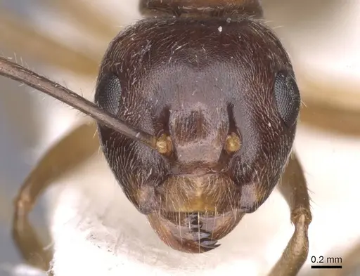 Camponotus texens specimen CASENT0911620 image casent0911620_2