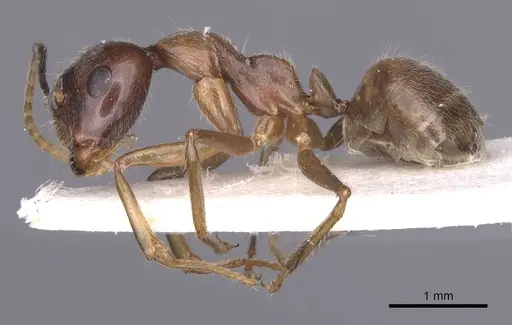 Camponotus texens specimen CASENT0911620 image casent0911620_3