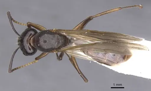 Camponotus texens specimen CASENT0911621 image casent0911621_1