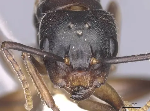 Camponotus texens specimen CASENT0911621 image casent0911621_2