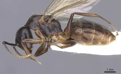 Camponotus texens specimen CASENT0911621 image casent0911621_3