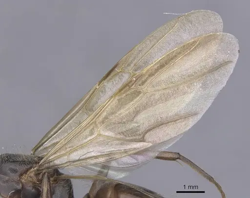 Camponotus texens specimen CASENT0911621 image casent0911621_4
