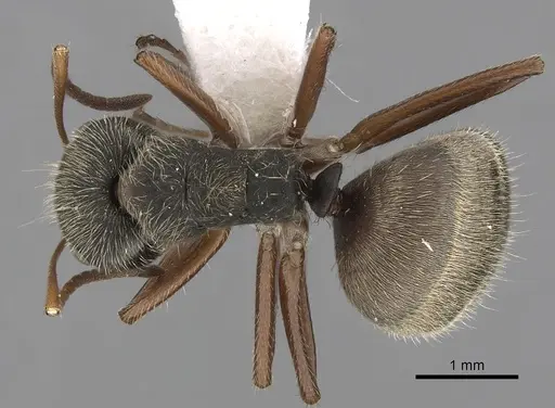 Camponotus textor specimen CASENT0280093 image casent0280093_1