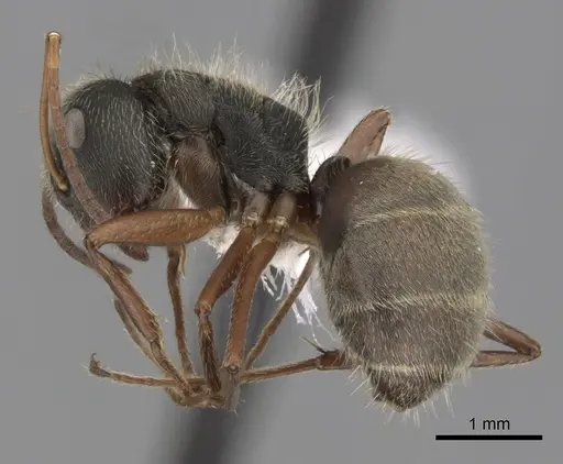 Camponotus textor specimen CASENT0280093 image casent0280093_3