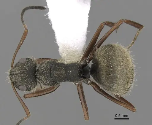 Camponotus textor specimen CASENT0280097 image casent0280097_1