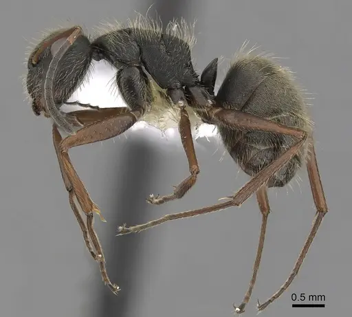 Camponotus textor specimen CASENT0280097 image casent0280097_3