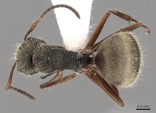 Camponotus textor specimen CASENT0280128 image casent0280128_1