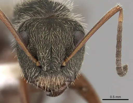 Camponotus textor specimen CASENT0280128 image casent0280128_2