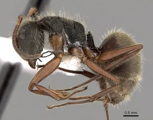 Camponotus textor specimen CASENT0280128 image casent0280128_3