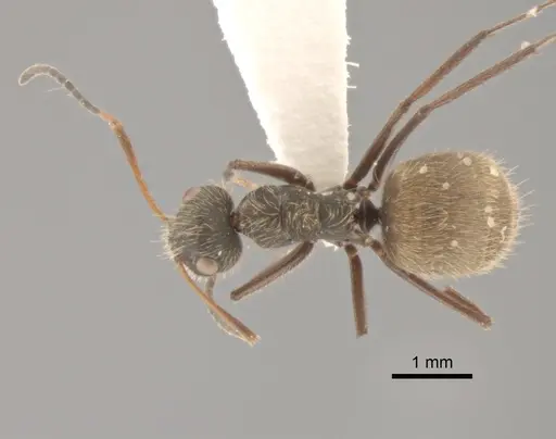 Camponotus textor specimen CASENT0882305 image casent0882305_1