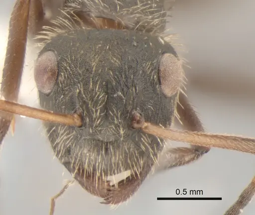 Camponotus textor specimen CASENT0882305 image casent0882305_2