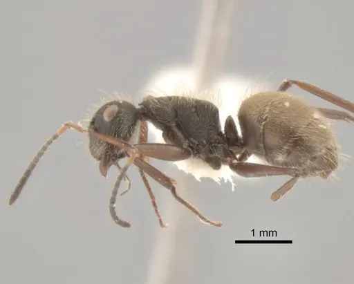 Camponotus textor specimen CASENT0882305 image casent0882305_3