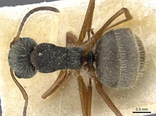 Camponotus textor specimen CASENT0905514 image casent0905514_1