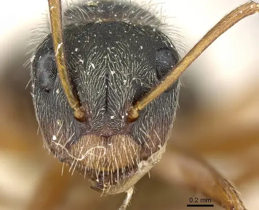 Camponotus textor specimen CASENT0905514 image casent0905514_2