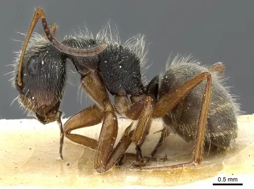 Camponotus textor specimen CASENT0905514 image casent0905514_3