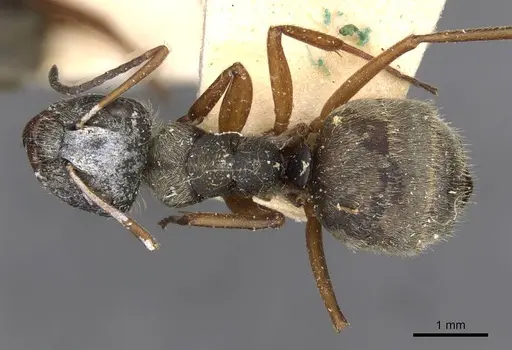 Camponotus textor specimen CASENT0910718 image casent0910718_1