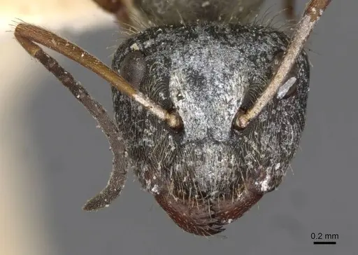 Camponotus textor specimen CASENT0910718 image casent0910718_2