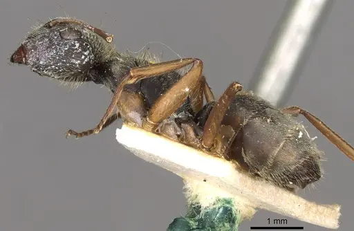 Camponotus textor specimen CASENT0910718 image casent0910718_3
