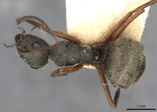 Camponotus textor specimen CASENT0910719 image casent0910719_1