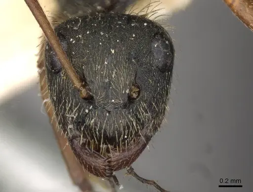 Camponotus textor specimen CASENT0910719 image casent0910719_2