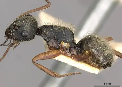 Camponotus textor specimen CASENT0910719 image casent0910719_3