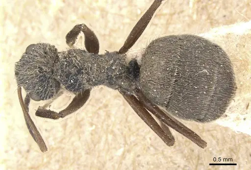 Camponotus textor specimen CASENT0911743 image casent0911743_1