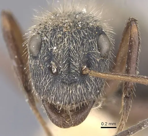 Camponotus textor specimen CASENT0911743 image casent0911743_2