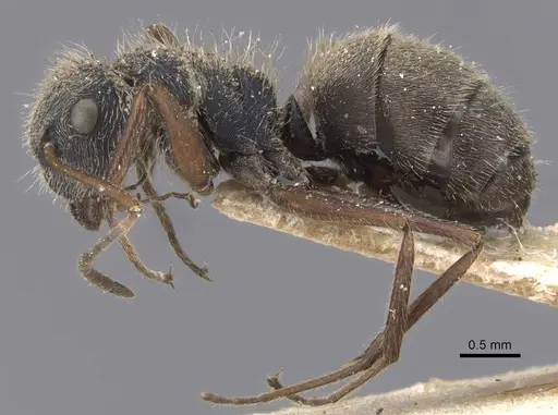 Camponotus textor specimen CASENT0911743 image casent0911743_3
