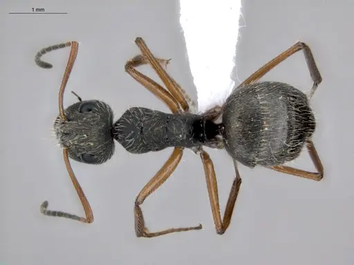 Camponotus textor specimen ECOFOG-HC-0040 image ecofog-hc-0040_1