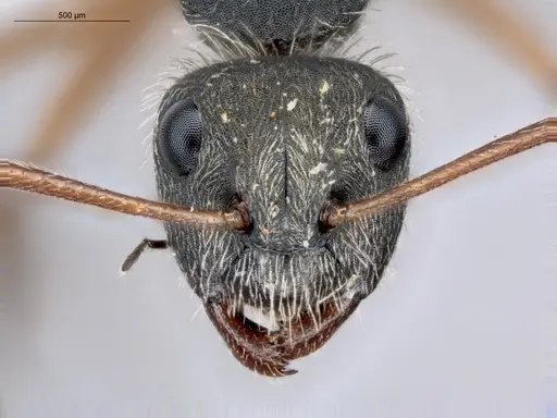 Camponotus textor specimen ECOFOG-HC-0040 image ecofog-hc-0040_2