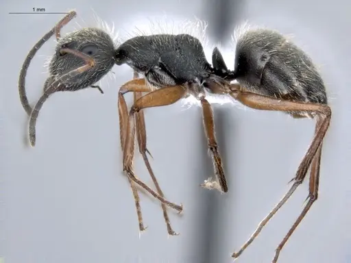 Camponotus textor specimen ECOFOG-HC-0040 image ecofog-hc-0040_3