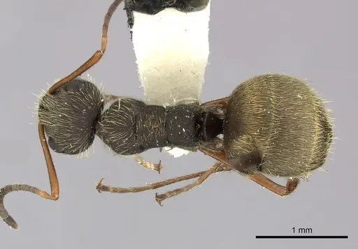 Camponotus textor specimen INBIOCRI001218776 image inbiocri001218776_1