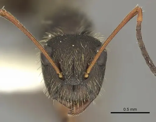 Camponotus textor specimen INBIOCRI001218776 image inbiocri001218776_2