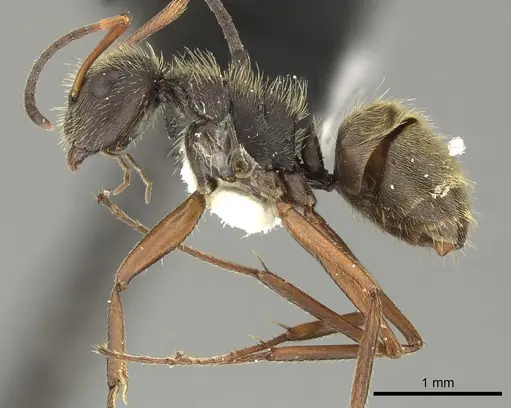 Camponotus textor specimen INBIOCRI001218776 image inbiocri001218776_3