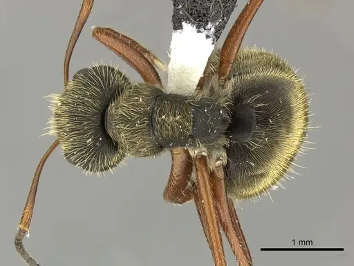 Camponotus textor specimen INBIOCRI001280594 image inbiocri001280594_1