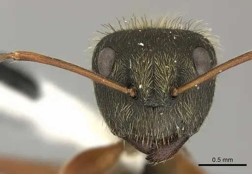 Camponotus textor specimen INBIOCRI001280594 image inbiocri001280594_2