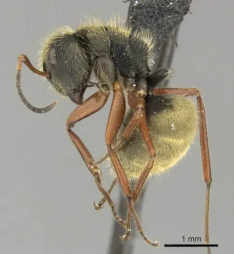 Camponotus textor specimen INBIOCRI001280594 image inbiocri001280594_3