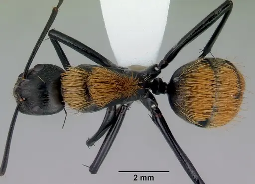 Camponotus thadeus specimen CASENT0172134 image casent0172134_1