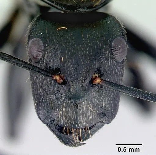 Camponotus thadeus specimen CASENT0172134 image casent0172134_2