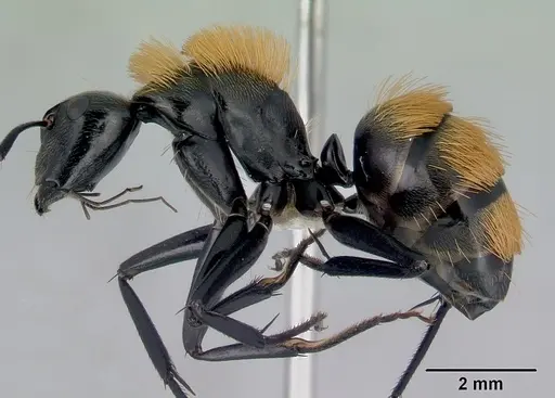 Camponotus thadeus specimen CASENT0172134 image casent0172134_3