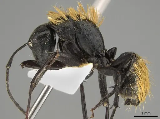 Camponotus thadeus specimen CASENT0887687 image casent0887687_1
