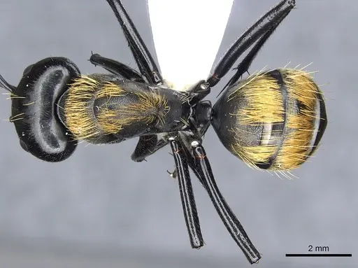 Camponotus thadeus specimen CASENT0903566 image casent0903566_1