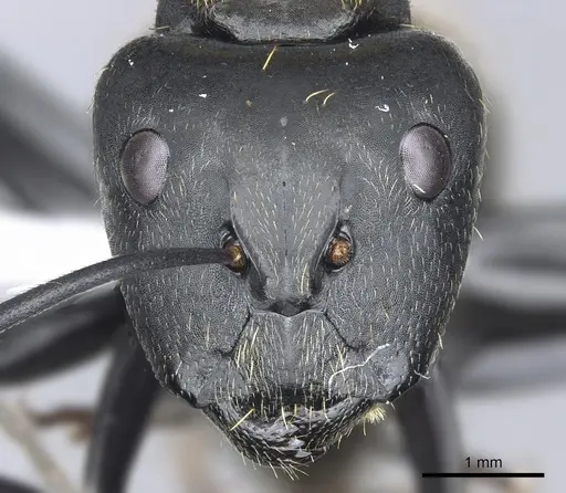 Camponotus thadeus specimen CASENT0903566 image casent0903566_2