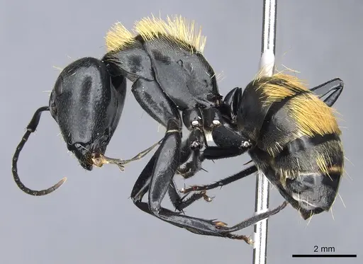 Camponotus thadeus specimen CASENT0903566 image casent0903566_3