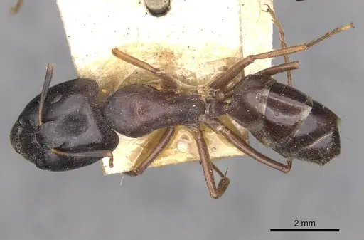 Camponotus thales specimen CASENT0910113 image casent0910113_1